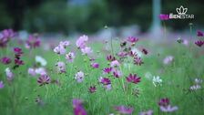 Cómo disfrutar de un paseo consciente para sentir la primavera