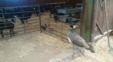 Hontanar, donde las cabras conviven con los pavos reales