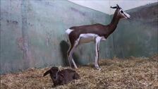 Vídeo: una gacela en extinción, primer nacimiento en Bioparc Valencia durante el confinamiento por el coronavirus