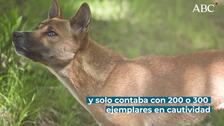 son perros cantores de nueva guinea perros inteligentes