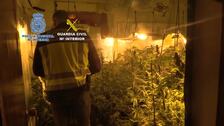 Desmantelan tres puntos de cultivo y venta de marihuana en Chiva y Buñol