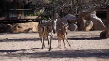 Bioparc Valencia sigue de enhorabuena en su aniversario con el nacimiento de la primera cebra