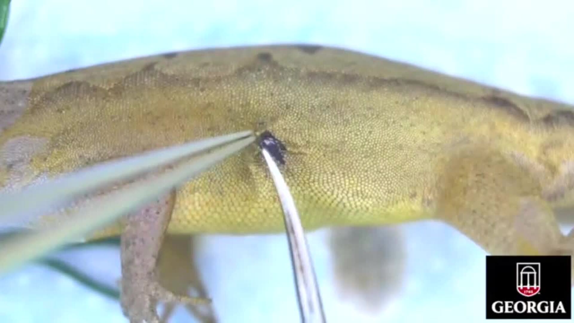 Así son las lagartijas albinas que se han convertido en los primeros reptiles mutantes del mundo