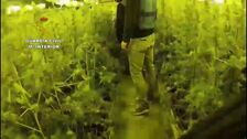 Cae una banda motera con más de siete mil plantas de marihuana en Alicante