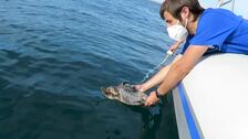 Dos tortugas hermanas rescatadas en Valencia vuelven juntas al mar