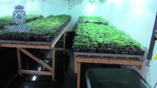 Desmantelan una plantación de marihuana con más de 4.600 plantas en una nave de Alaquàs