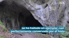 Hallan el primer oso de las cavernas intacto en una cueva del ártico ruso