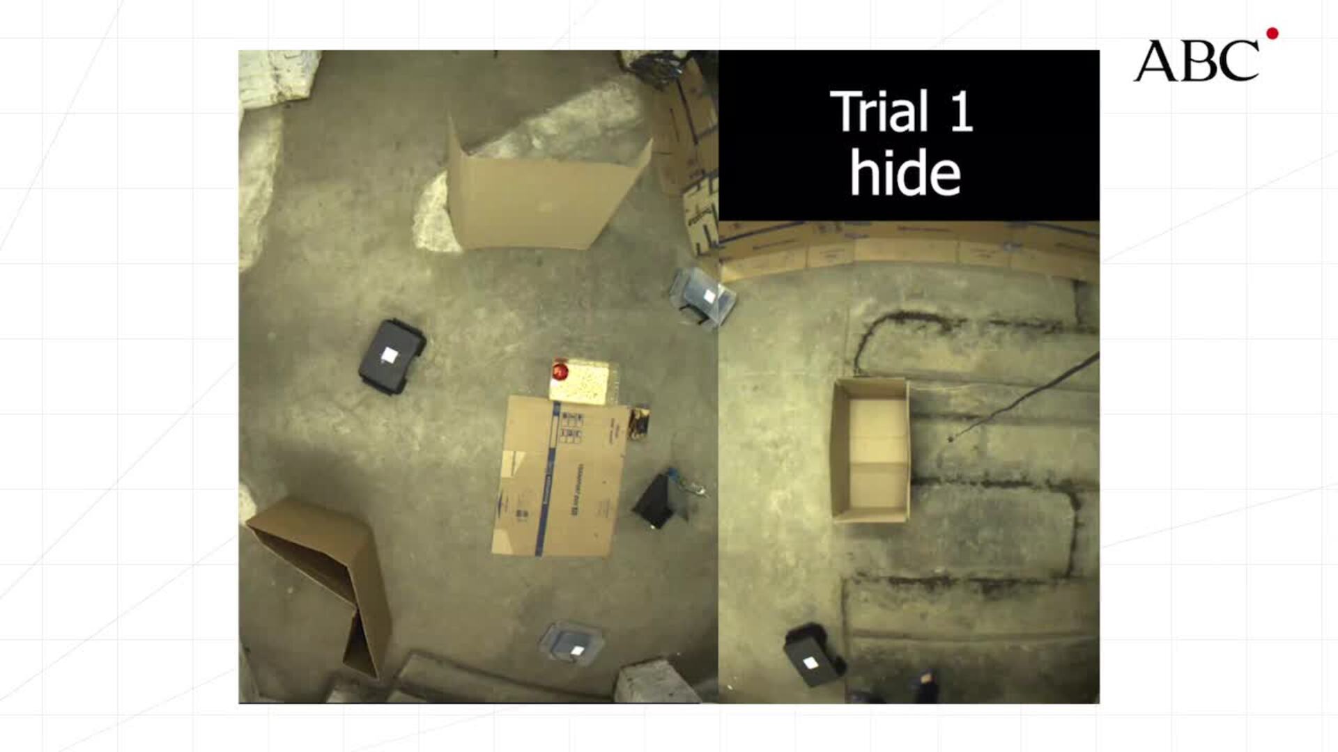 Las ratas pueden jugar al escondite