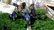 Cinco detenidos en el desmantelamiento de un laboratorio de marihuana en Navaluenga (Ávila)