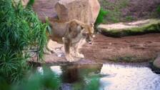 Muere en Valencia la leona más longeva de España