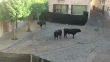Vídeo: Un toro se sale del recorrido en el encierro de Pastrana y causa varios heridos
