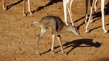 La tercera gacela Mhorr nace en el Bioparc de Valencia