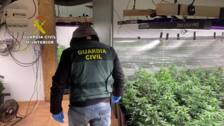 Catorce detenidos en una macrooperación contra el tráfico de marihuana en seis localidades de Valencia