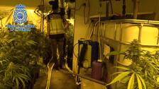 La Policía detiene a 28 traficantes y descubre 10.000 plantas de marihuana en Castellón, Valencia y Madrid