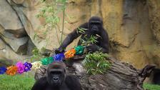 La familia de gorilas de Bioparc Valencia celebra una doble fiesta «sorpresa» de cumpleaños