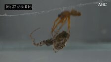 Arañas macho se catapultan a velocidades impresionantes para evitar ser devoradas por sus parejas