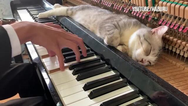 Sir Purr Keyboard Cat 