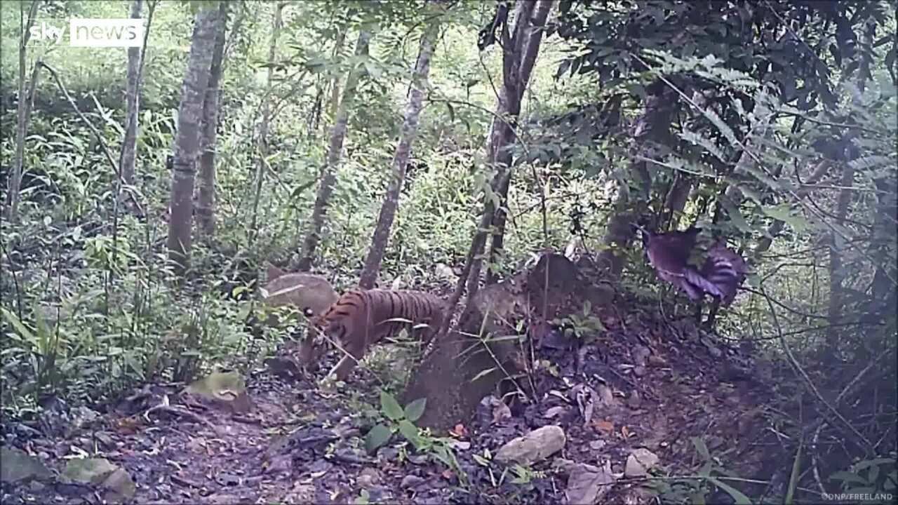 Critically endangered Indochinese tiger cubs found in Thai jungle, World  News