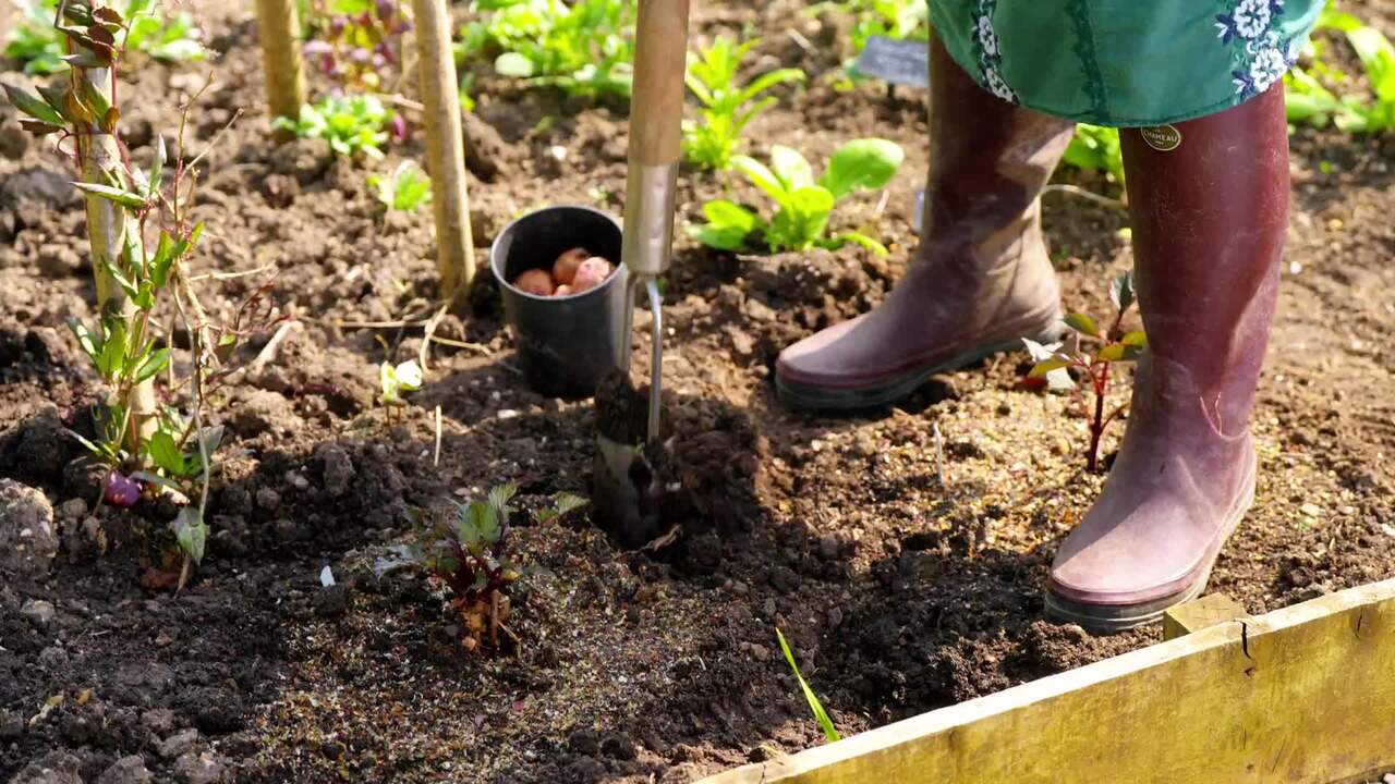 Planting gladioli bulbs