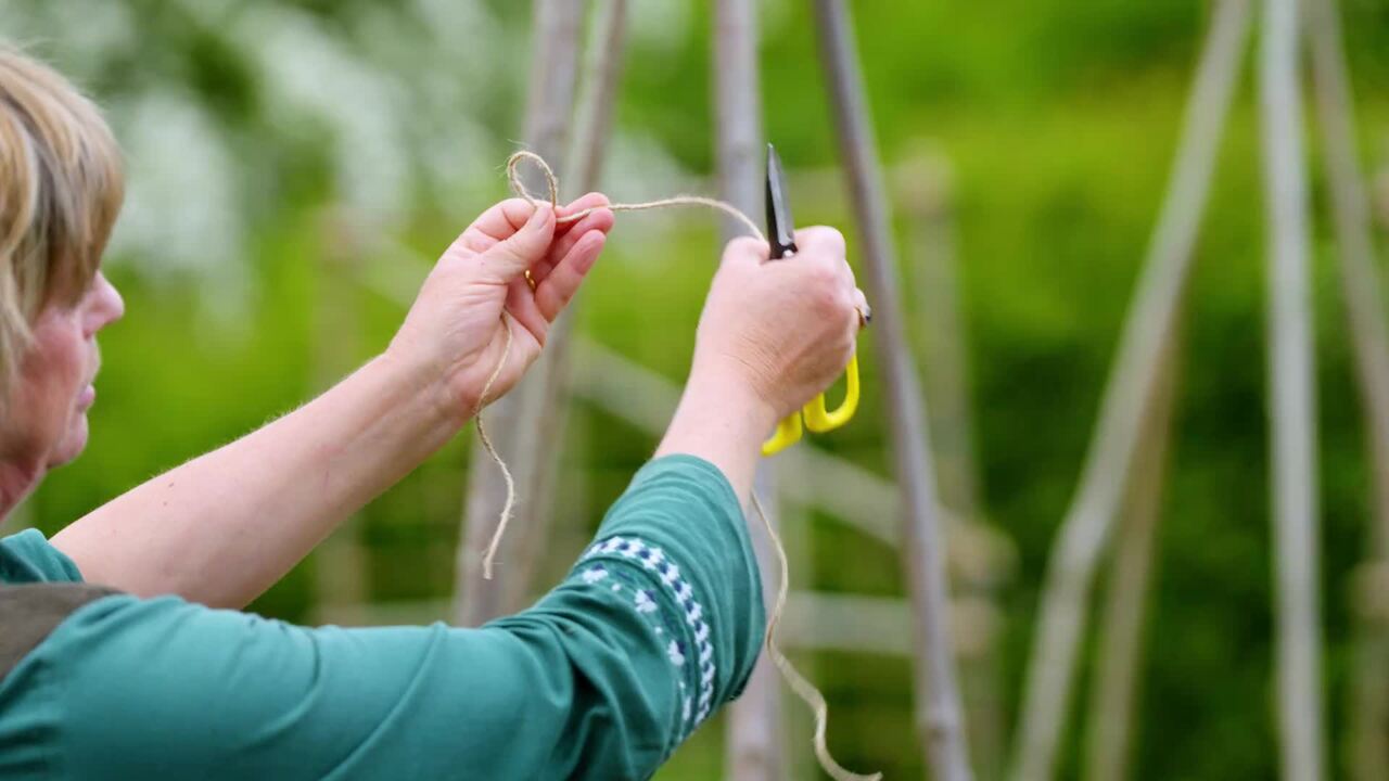 Staking Ammi visnaga with a clove hitch