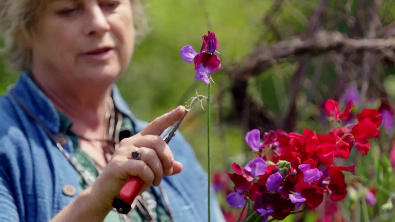 Picking, deadheading and tying in sweet peas 