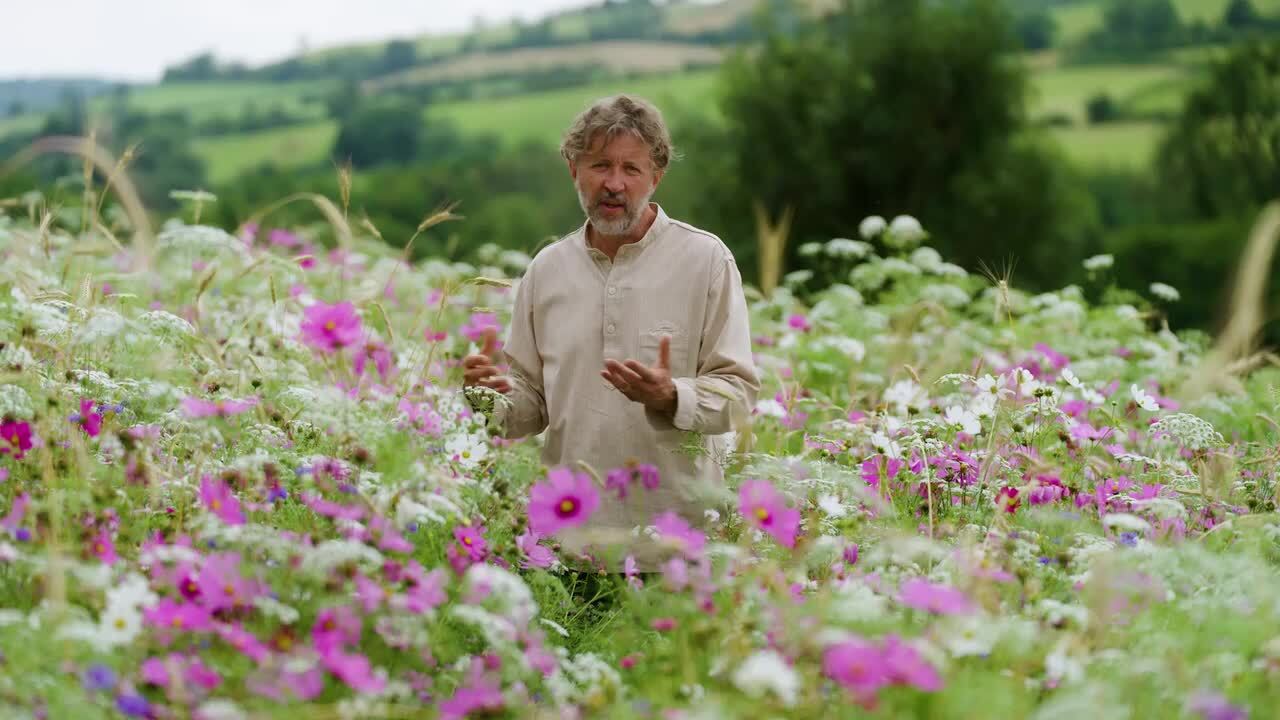 The pictorial meadow