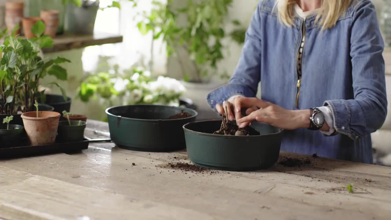 Growing part 3 - planting dahlia tubers