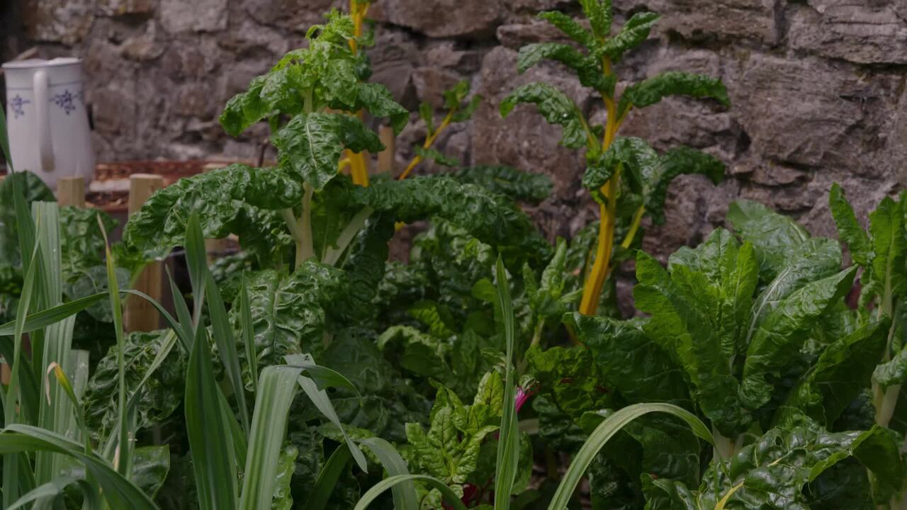 Planning your vegetable patch