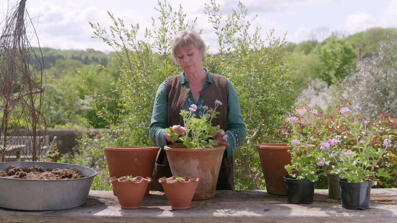Planting drought resistant pots for table centres