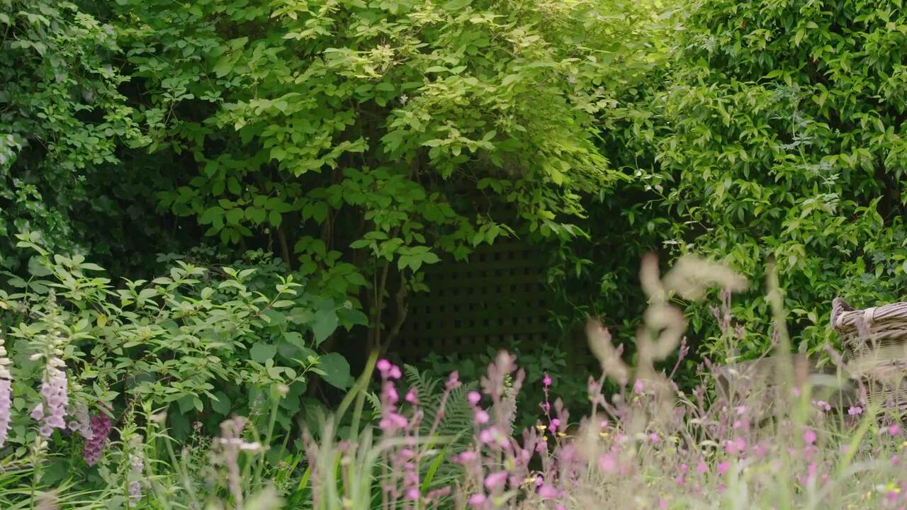 A wild city garden - part 2