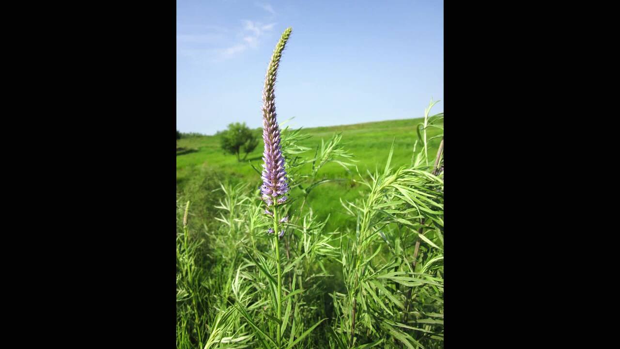 Planting design - shrubs & mid-level interest
