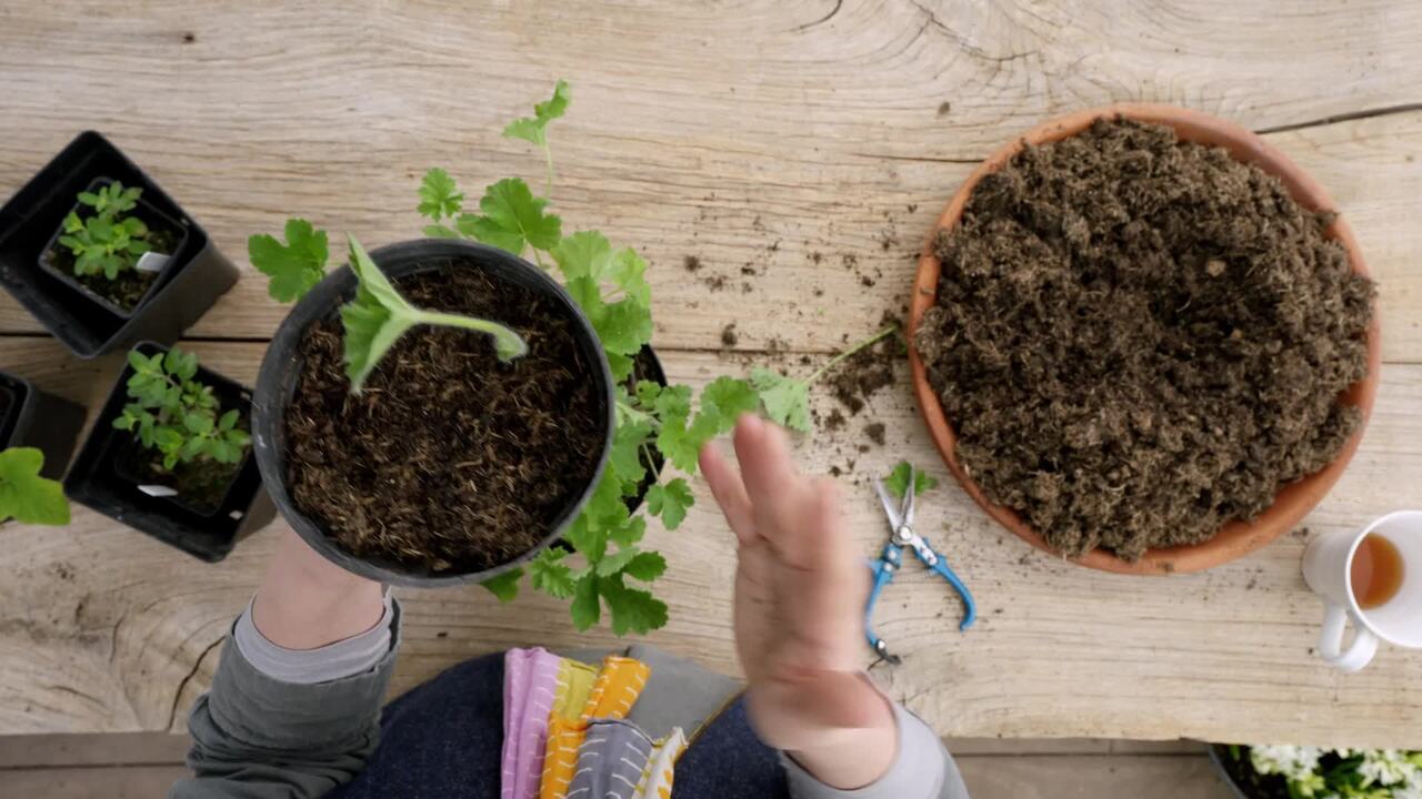 How to propagate from cuttings