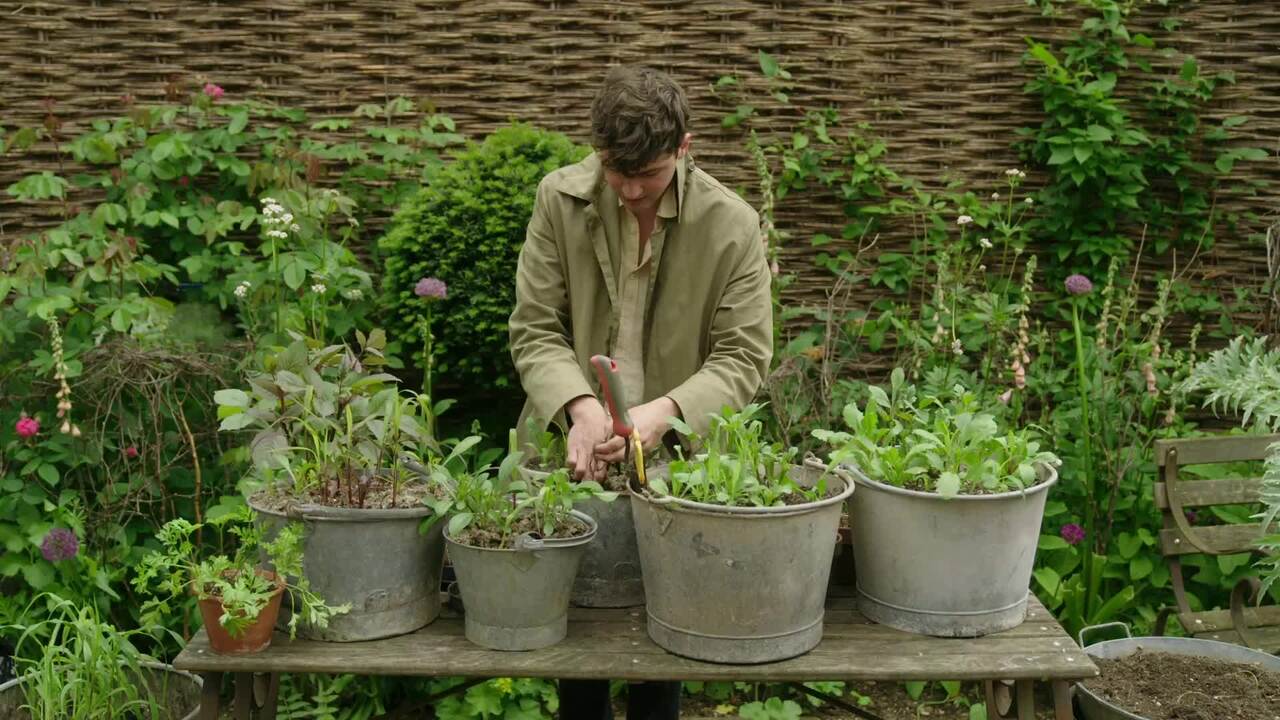 Direct planting Dahlias