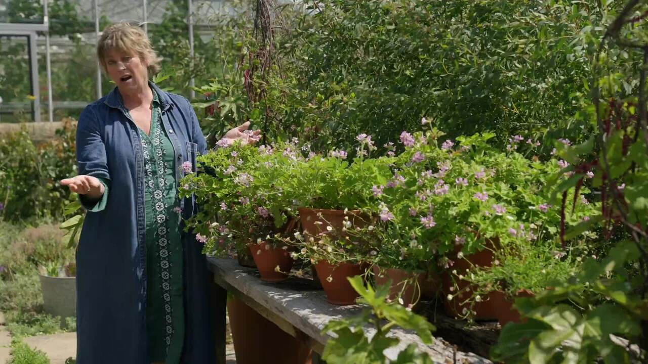The drought tolerant table centres in July