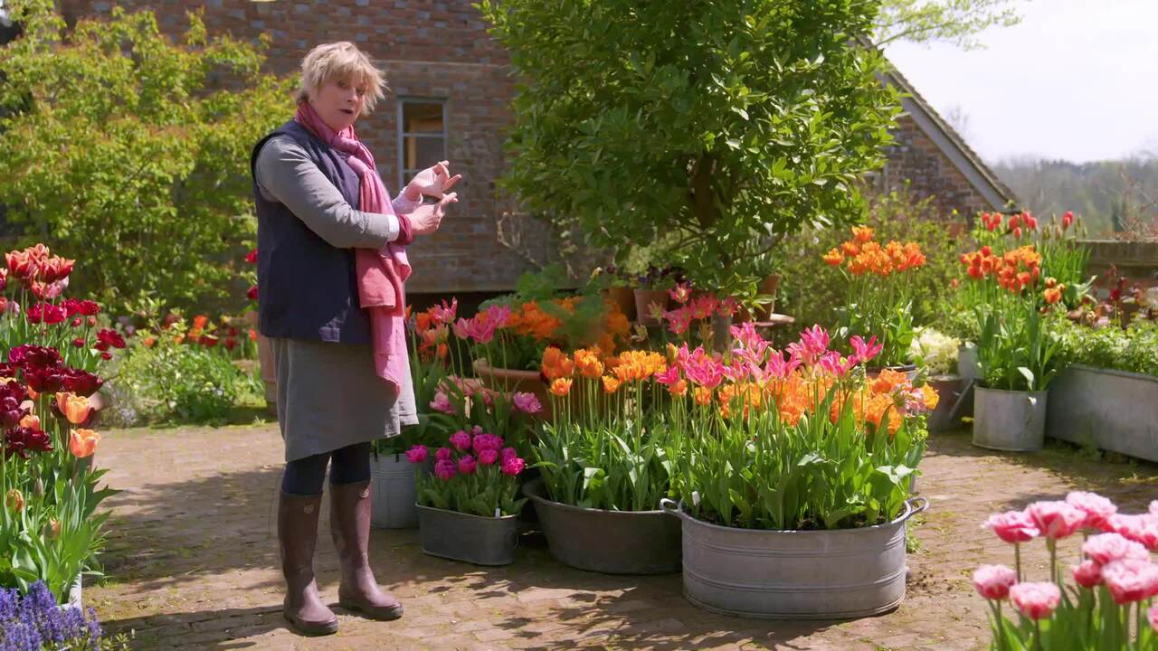 Whopper pots in spring bloom - boiled sweet palette