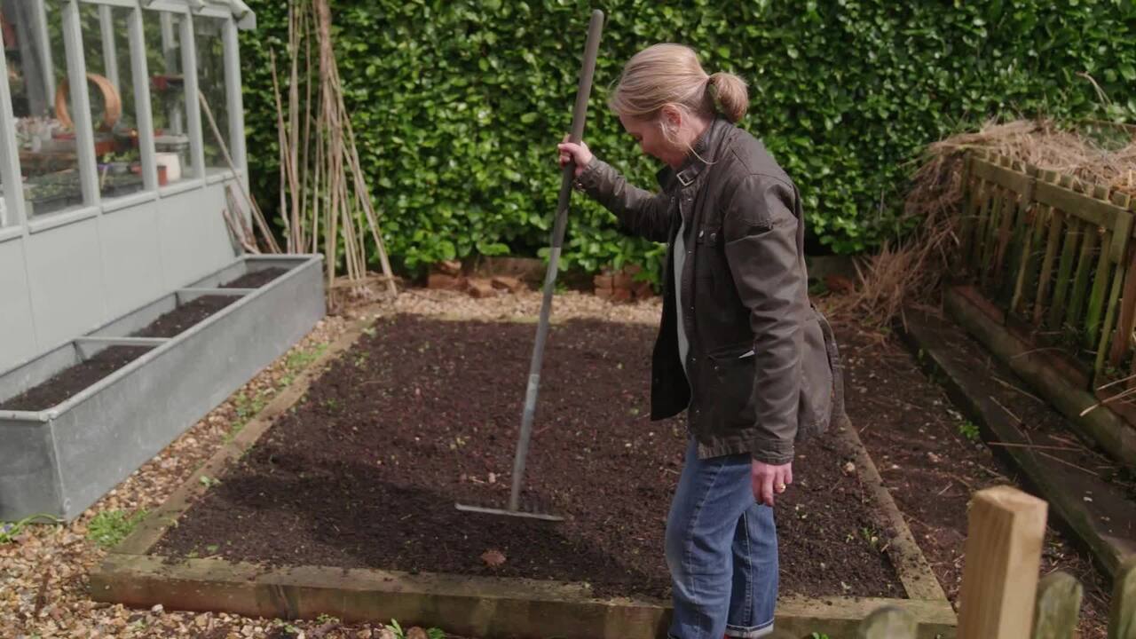 Direct-sowing nasturtiums in early April