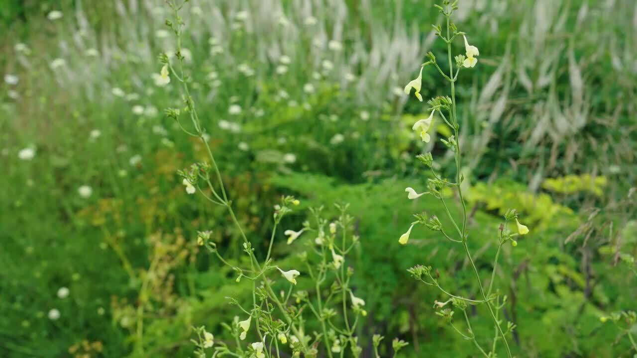 The perennial garden