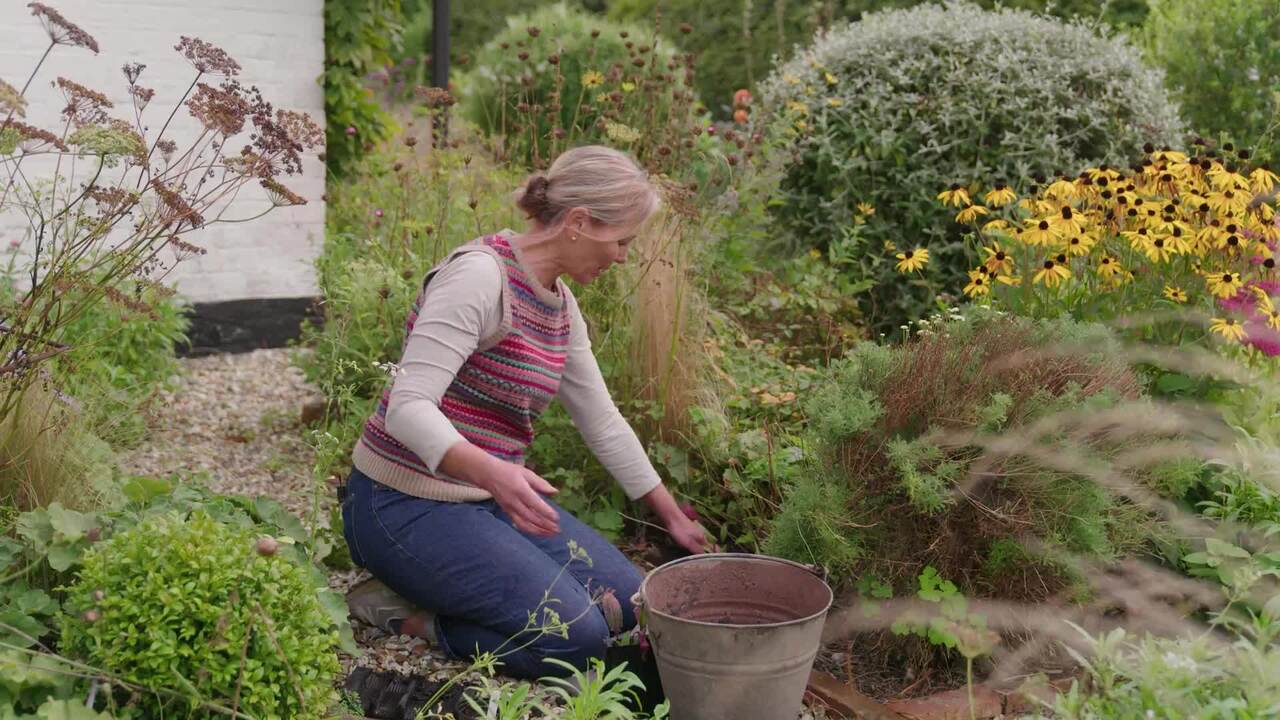 Planting out biennials in September