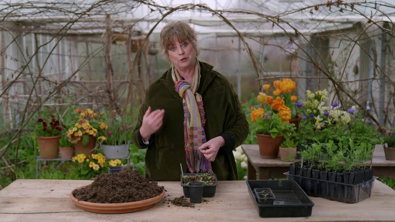 Pricking out your seedlings