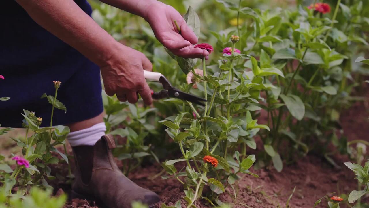 Summer flowers at Fern Verrow