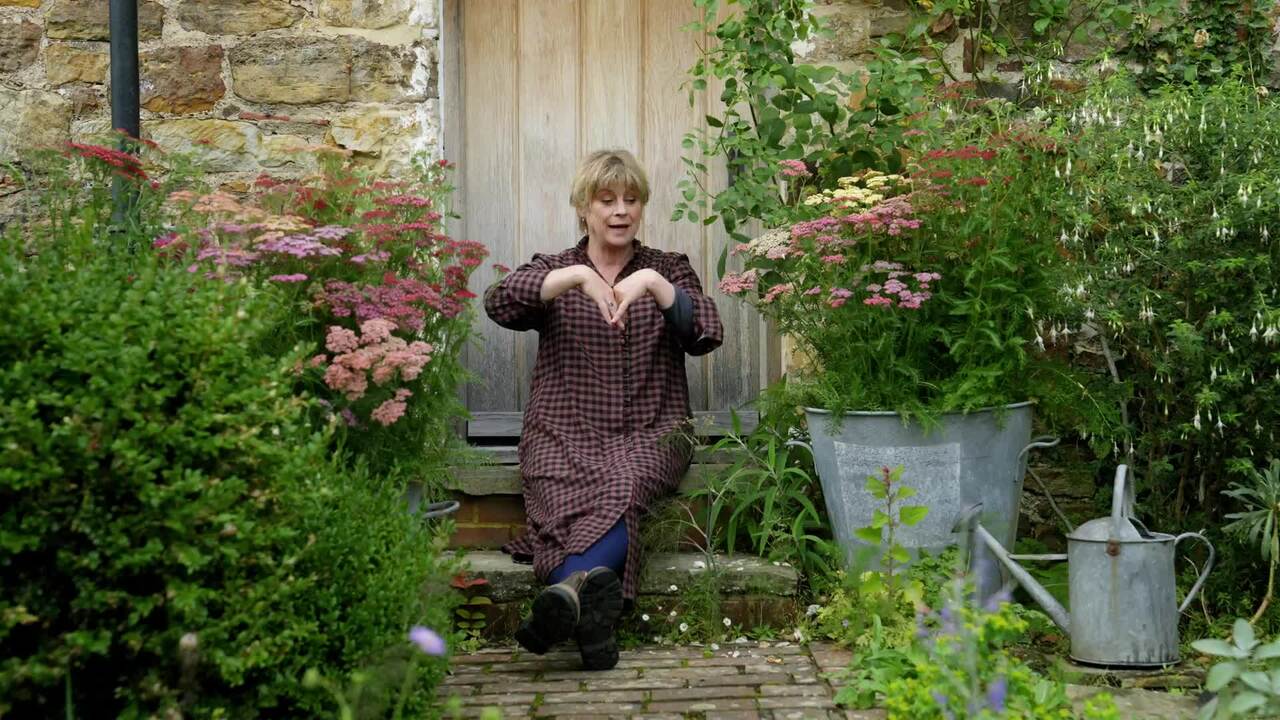 Perennial pots with Achillea 