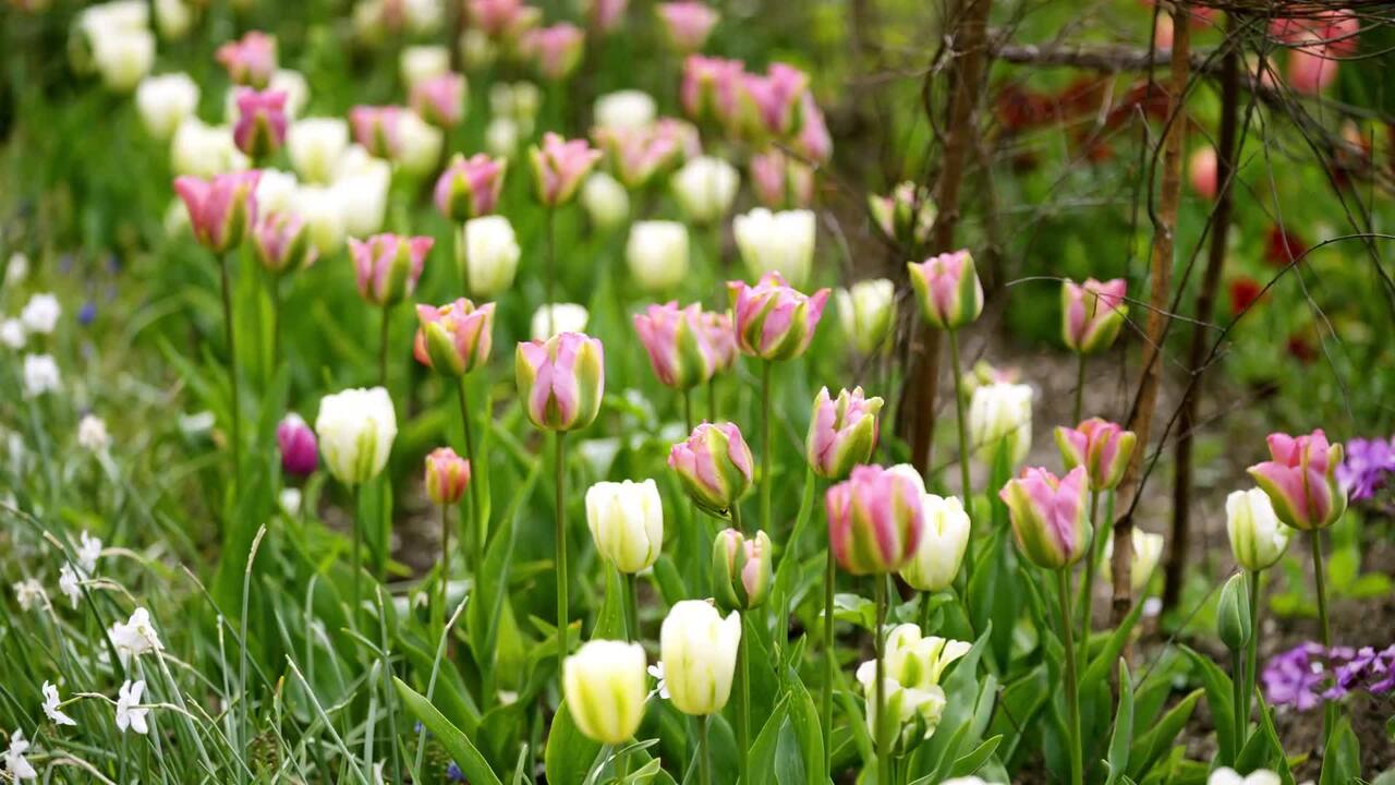 Picking tulips for an arrangement 