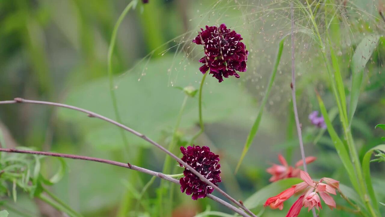 The tin bath in late summer