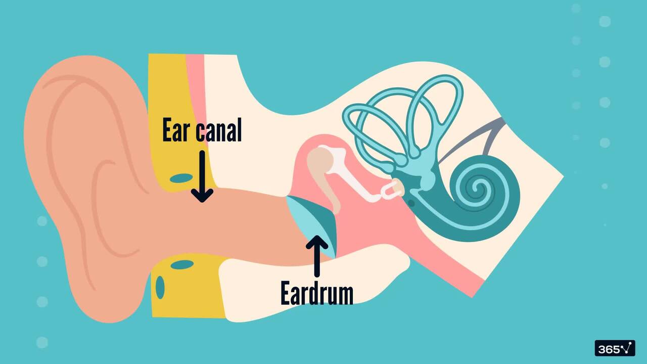 How Do Humans Recognize Speech?
