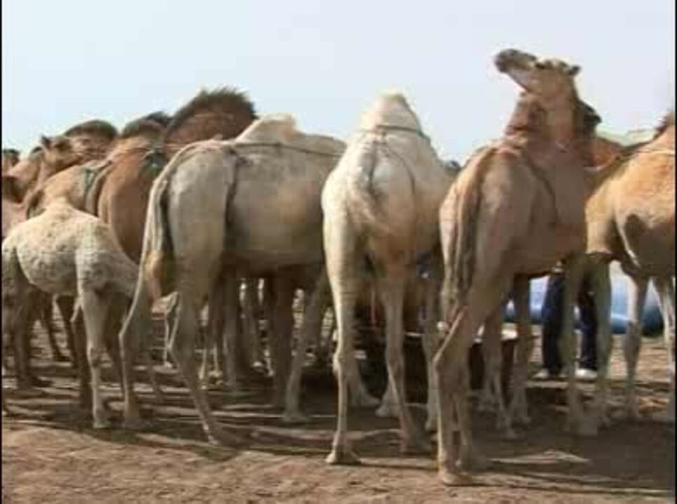 تفسير رؤية كبد الابل في المنام رؤية