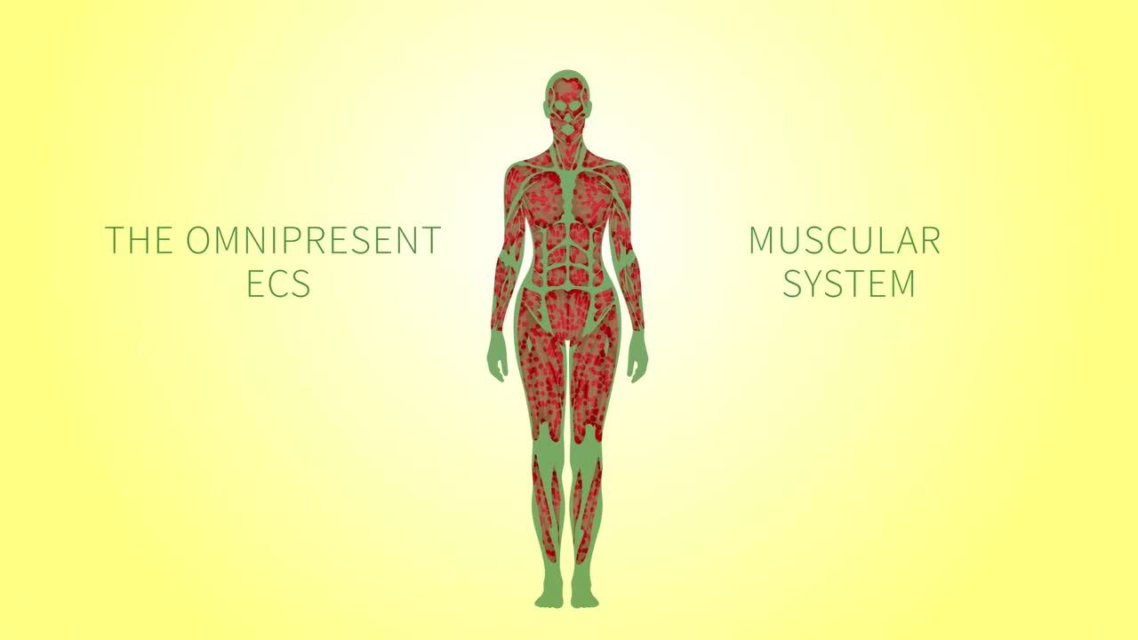 The endocannabinoid system: Essential and mysterious - Harvard Health