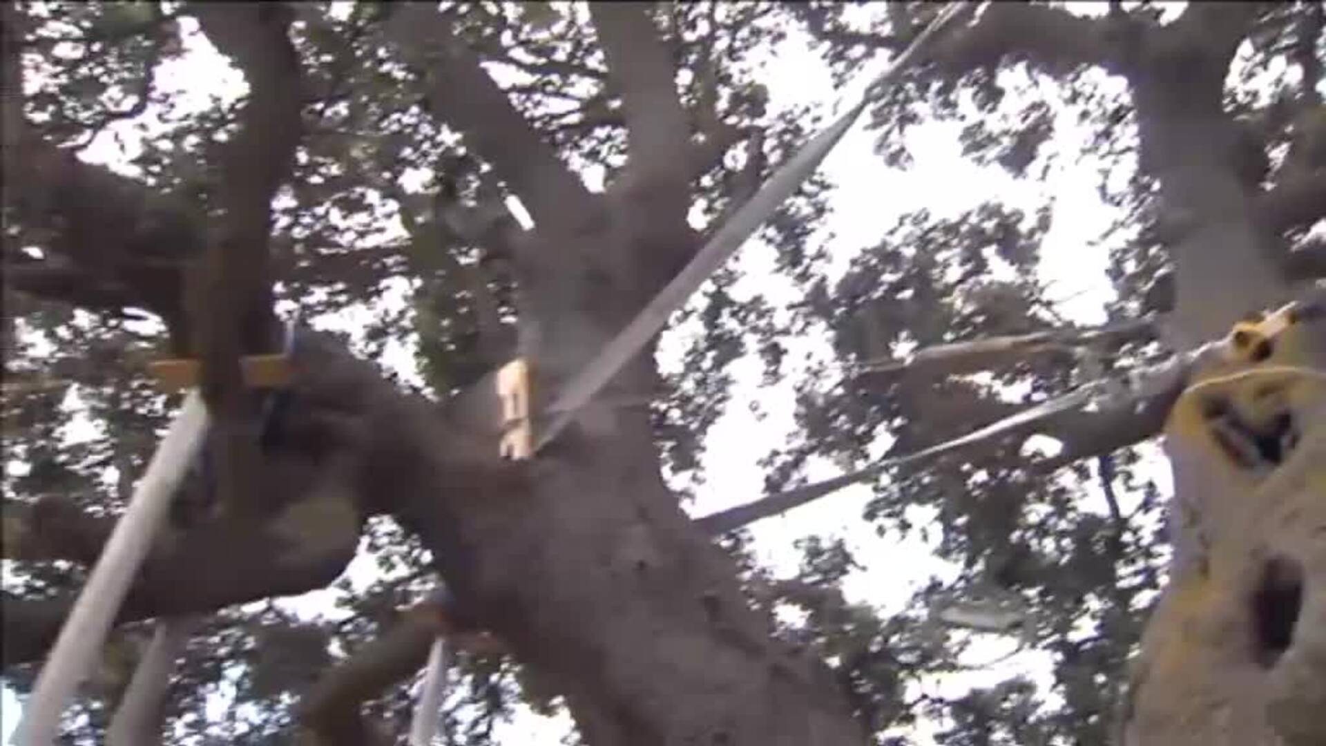 La encina milenaria de Almería, La Peana, se muere