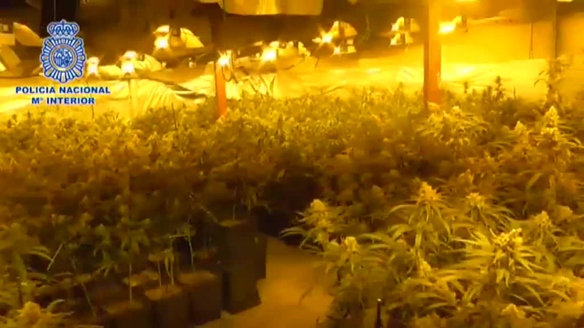 Desmanteladas dos plantaciones de marihuana  en la Cañada Real a su paso por Madrid