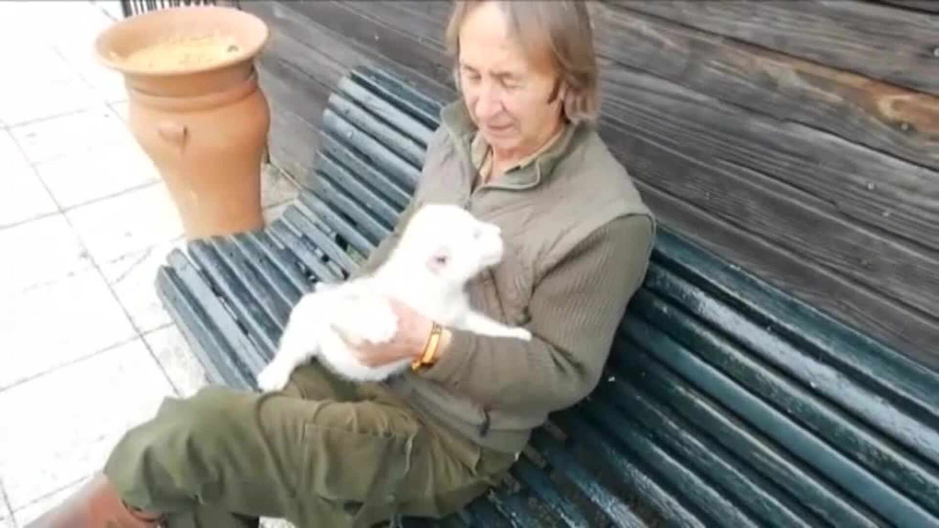 Nace en Sevilla el segundo león blanco español, el primero que va a sobrevivir