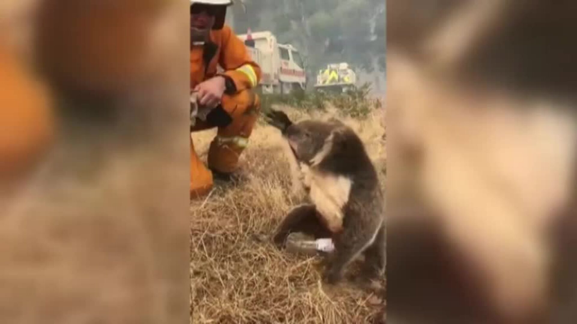 El momento en el que un bombero le ofrece agua a un koala se hace viral